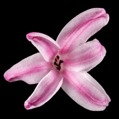 Pink flower of hyacinth, isolated on black background