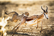 Cheetah Chasing After A Springbok In The Kgalagadi National Park, South Africa