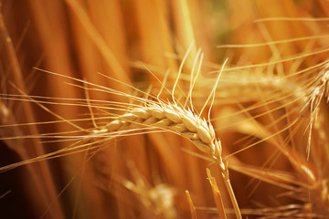 Closeup of ears of golden wheat on the field