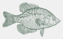Black Crappie Pomoxis Nigromaculatus, Freshwater Game Fish Found In North America