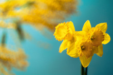 Bouquet Of Yellow Daffodils And A Branch Of Mimosa On A Blurred Background
