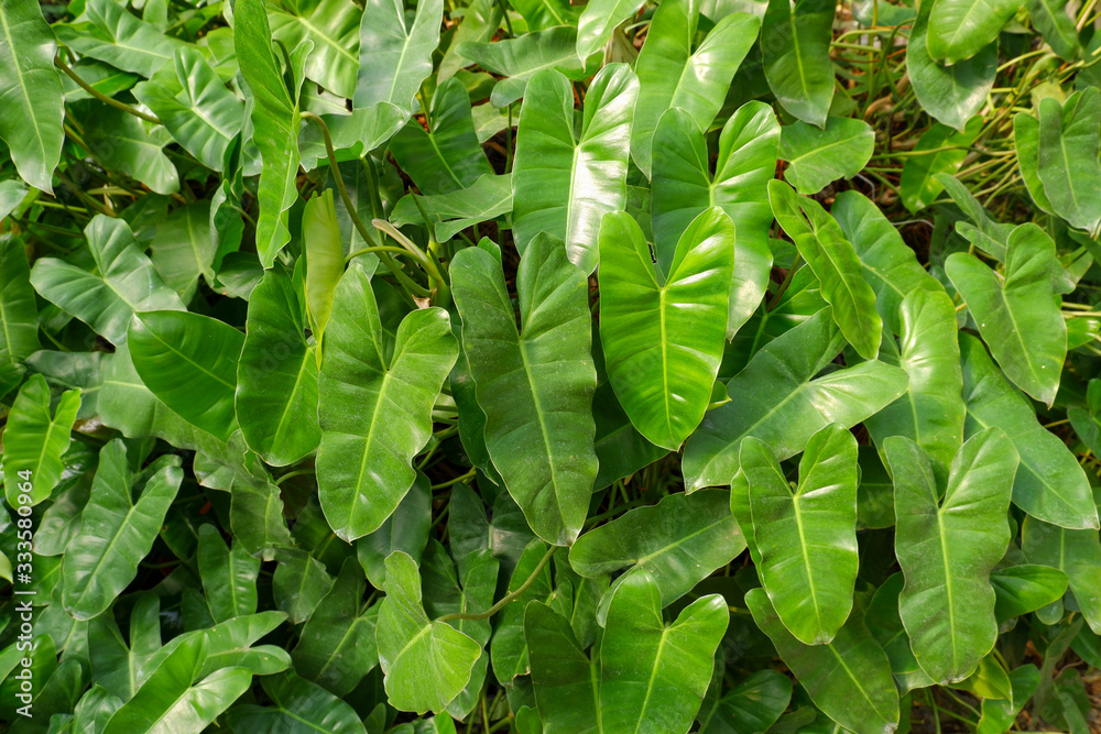 Syngonium podophyllum is commonly known as arrowhead plant, arrowhead vine,  arrowhead philodendron, goosefoot, African evergreen and American  evergreen. Stock Photo | Adobe Stock