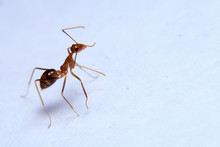 Ant Activity. Oecophylla Smaragdina Is A Colony Of Ants. Ants  Are Large And Red In Color 