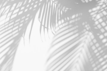 abstract background of shadows palm leaf on a white wall. White and Black.