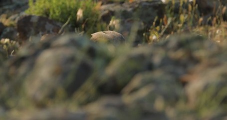 Wall Mural - Black Kite, Milvus migrans, brown bird of prey sitting on rock stone in the mountain, animal in the habitat. Wildlife scene from nature. Bird of prey from Bulgaria, summer day in nature, wildlife.