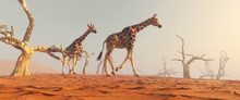 Giraffe Dry Land