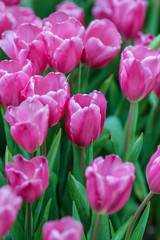 Wall Mural - Beautiful tulip flowers with blured background in the garden. Pink tulip flowers.