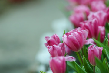 Wall Mural - Beautiful tulip flowers with blured background in the garden. Pink tulip flowers.