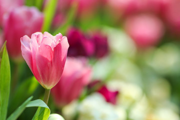Wall Mural - Beautiful tulip flowers with blured background in the garden. Pink tulip flowers.