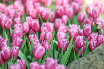 Wall Mural - Beautiful tulip flowers with blured background in the garden. Pink tulip flowers.