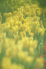 Wall Mural - Beautiful tulip flowers with blured background in the garden. Yellow tulip flowers. Selective focus.