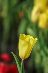 Wall Mural - Beautiful tulip flowers with blured background in the garden. Yellow tulip flowers. Selective focus.