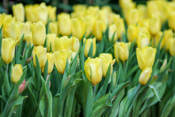 Wall Mural - Beautiful tulip flowers with blured background in the garden. Yellow tulip flowers. Selective focus.