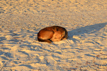 Dog Sleeping On The Beach
