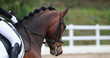 Dressage horse head portrait photographed from behind the neck..