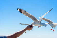 Tourists Are Feeding The Seagulls Over The Sea In A Blue Background In Samut Prakan, Thailand