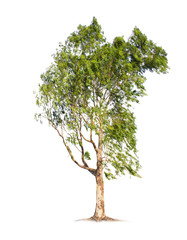 eucalyptus tree isolated on white background