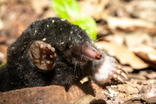 The European Mole (Talpa Europaea). A Mole Looks Out Of His Den