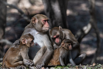 Monkey Family