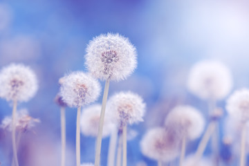 Wall Mural - soft fluffy dandelions in the sunlight on a blue toned background. beautiful spring nature. selectiv