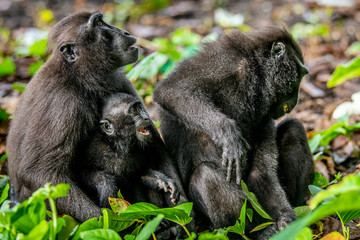 Poster - The Celebes crested macaques and cub. Crested black macaque, Sulawesi crested macaque, sulawesi macaque or the black ape. Natural habitat. Sulawesi. Indonesia.