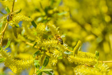 Bee Covered With Pollen On A Willow 
