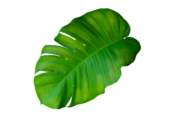Wall Mural - Green Leaf Of Monstera On White Background, Real Tropical Jungle Foliage Plants.
