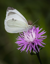A Cabbage White Butterfly On A Purple Flower