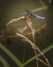 A Blue Dasher Dragonfly Atop A Dry Plant