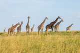 Fototapeta Sawanna - A tower Rothschild's giraffe ( Giraffa camelopardalis rothschildi) in a beautiful light, Murchison Falls National Park, Uganda.