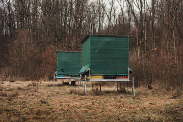 Green hives in apiary in forest - apiculture concept.  Photo of two bee hives in the middle of meadow.