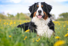 Happy Bernese Mountain Dog In Beautiful Spring Flowerd Field. Spring Flovers And Dog.