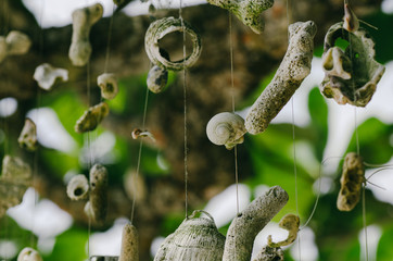 Canvas Print - Coral hanging a tree on the beach at against beautiful nature of Nipah Bay at Pangkor Island, Malaysia