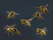 Fliegende Wespen, flying aggressive wasps, fliegende angriffslustige Wespen, bedrohliche fliegende Wespen, lästige anfliegende Wespen, aufgebrachte Wespen fliegend, Wespenflug