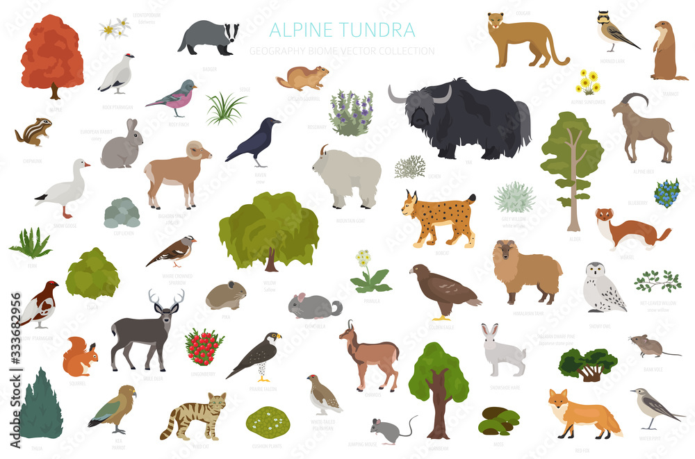 Apine tundra biome, natural region infographic. Terrestrial ecosystem world map. Animals, birds and plants design set - obrazy, fototapety, plakaty 