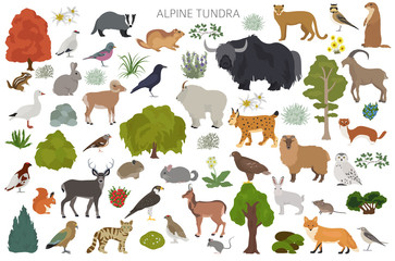 apine tundra biome, natural region infographic. terrestrial ecosystem world map. animals, birds and 