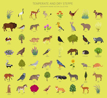 Temperate And Dry Steppe Biome, Natural Region Infographic. Prarie, Steppe, Grassland, Pampas. Terrestrial Ecosystem World Map. Animals, Birds And Vegetations Ecosystem Design Set