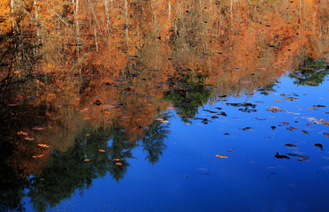 Wall Mural - reflections in water