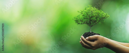 Cuadros en Lienzo Tree planting on volunteer family's hands for eco friendly and corporate social