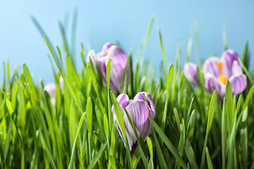  Fresh green grass and crocus flowers on light blue background, closeup. Spring season