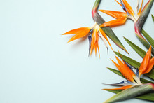 Bird Of Paradise Tropical Flowers On Light Background, Flat Lay. Space For Text