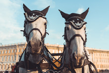 Two Decorated Horses Look At The Camera Lens Whilst Waiting To Pull A Cart In Palace Square, St Petersburg, Russia