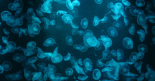 Jelly Fish Swim Inside Water Tank