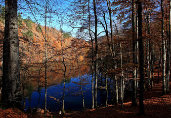 Wall Mural - autumn in the park