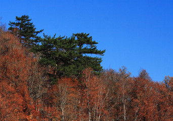 Wall Mural - tree in autumn