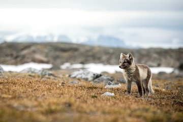 arctic fox cub near their den, vulpes lagopus, in the nature rocky habitat, svalbard, norway, wildli