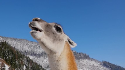 Canvas Print - Chewing llama against the blue sky. Slow motion