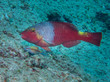 Mediterranean parrotfish (Sparisoma cretense), swimming above rocks