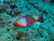 Mediterranean parrotfish (Sparisoma cretense), swimming above rocks