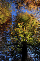 Wall Mural - tree in autumn